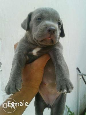 Amrican bully pup avilable impoort blood top
