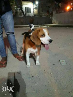Beagle male top quality for sale 15 month