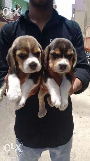 Beagle pup for sell