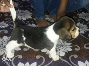 Beagle puppies available in udaipur