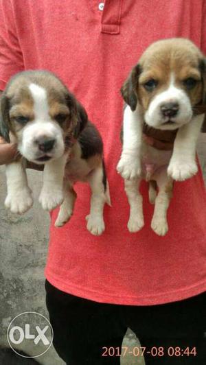 Beagle puppies with kci paper