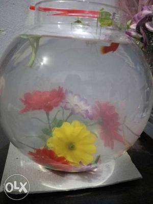 Beautiful Molly fishes in 10 inch bowl 4 white