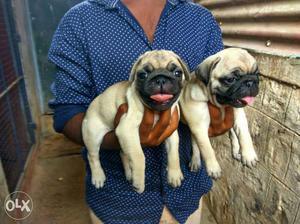 Beautiful fawn pug pups if interested contact