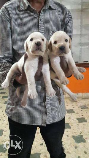 Beige Short Coated Puppies