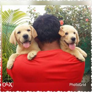 Best quality Labrador puppies male at  female