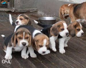 Best quality all over-Tricolor Beagle Puppies