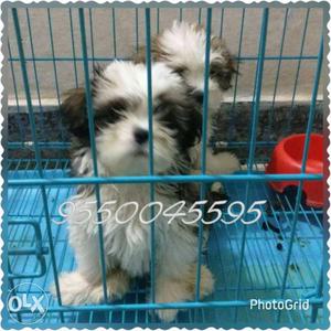 Best quality lhasa-apso puppies.i have many other
