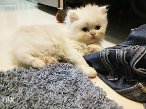 Bi colour pure persian kitten very playfull human