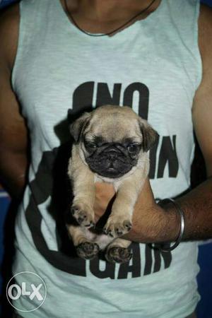 Big offer big offer pug puppies full healthy or