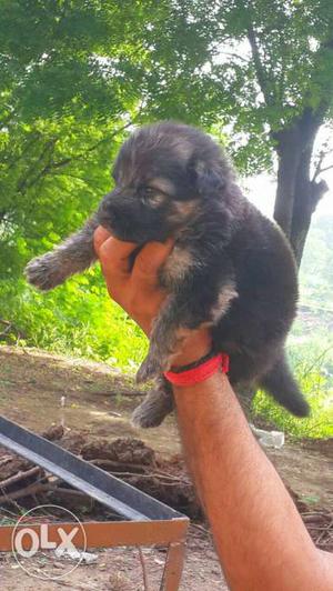 Black And Fawn Lhasa Apso Puppy
