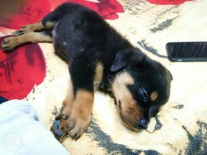 Black And Tan Rottweiler Puppy 40 days