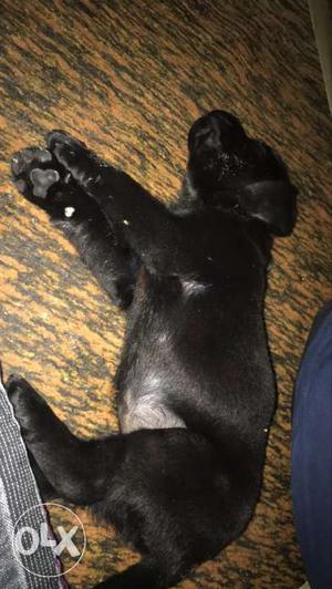 Black Female Lab Puppy..  with all pet