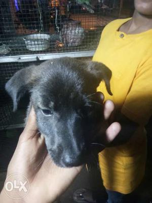 Black Lab dog 1 month