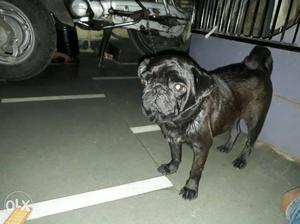 Black Pug In Ujjain