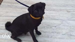 Black Pug Male age 2 Months o