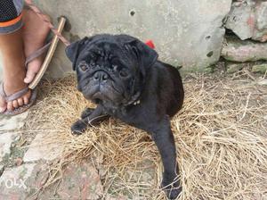 Black Pug male 1year age