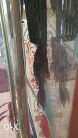 Black Scale Fish