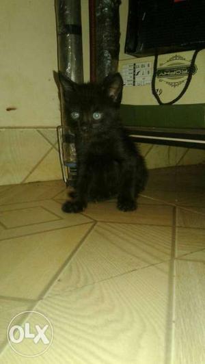 Black Short-fur Kitten