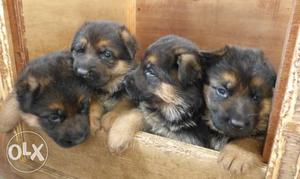 Black-and-tan German Shepherd Puppies