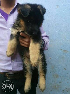 Black in ten gsd male female available