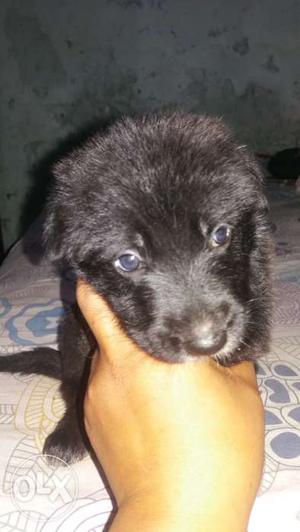 Black jarman shepherd puppy