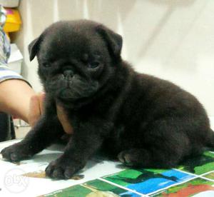 Black pug Female Available excellent quality..