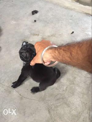 Black pug good quality