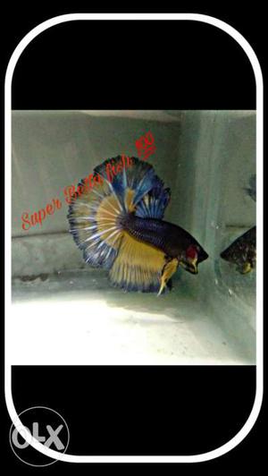 Blue And Brown Betta Fish