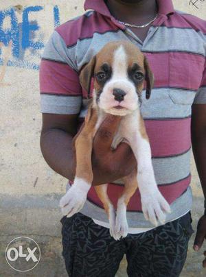 Boxer puppies/ dog for sale get a perfect friend in dogs