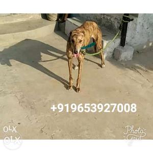 Brindle Rampur Greyhound