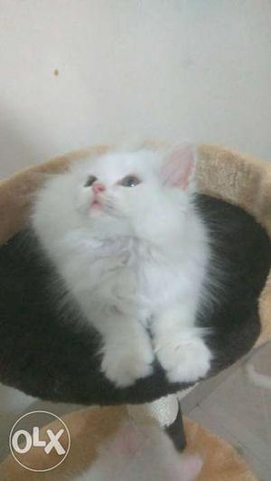 Bring the happiness with persian kittens