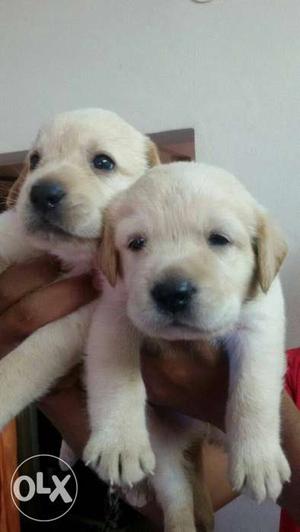 Broadhead short muscle Labrador male and female puppy