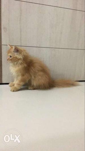 Brown Long Coated Cat