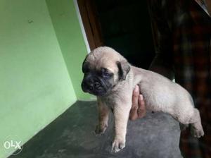 Bull mastiff puppies available for show puppies