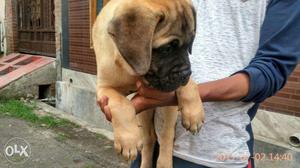 Bull mastiff puppies available in jalgoan