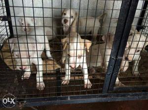 Bully and Pitbull mix Puppies