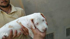 Bully pup only female white color top quality for