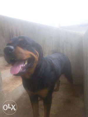 Certified female Rottweiler 22months old
