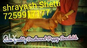 Champion line dashound 3 month puppy available