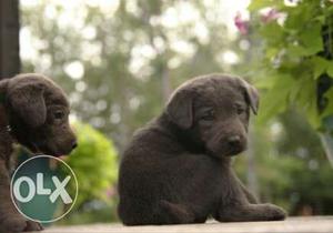 Chocolate colour lab