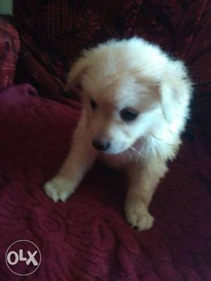 Contact.female puppy pure breed