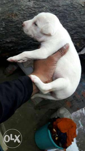 Cream color Labrador male puppy for. only