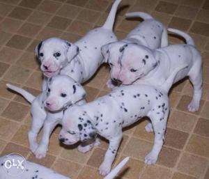 Cute White-and-black Dalmatian Puppies