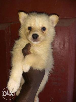 Cute pomeranian puppies available