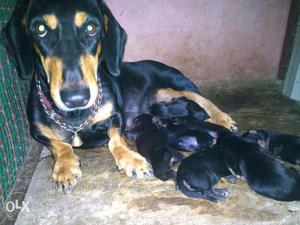 Dachshund puppies for Sale: Cntct Shaji on 