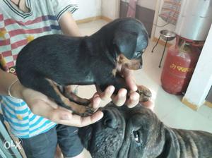Dachshund puppy available for good loving home