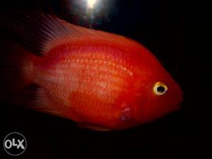 Deep Red fish