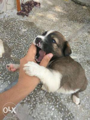 Desi puppies for adoption.