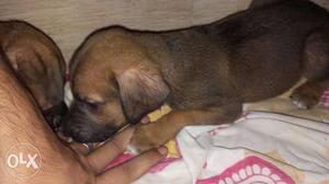 Doberman and st. Bernard mix puppies