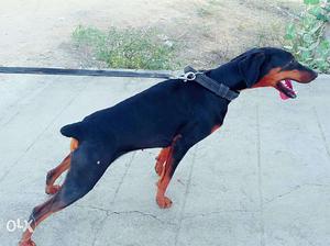 Doberman female Dog